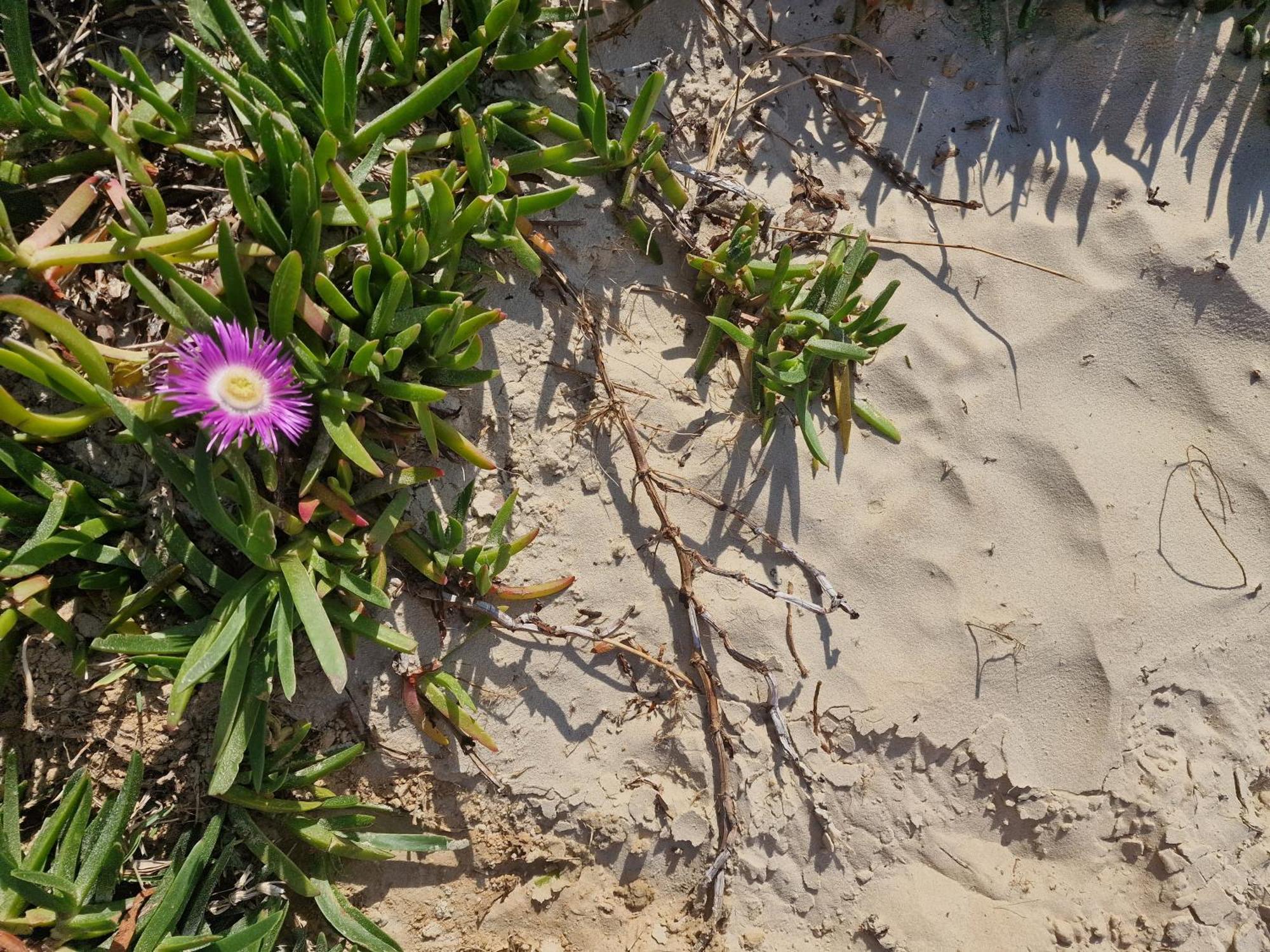 Calarosa Condominio Praia do Rosa Εξωτερικό φωτογραφία